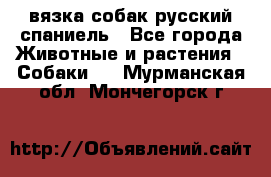 вязка собак русский спаниель - Все города Животные и растения » Собаки   . Мурманская обл.,Мончегорск г.